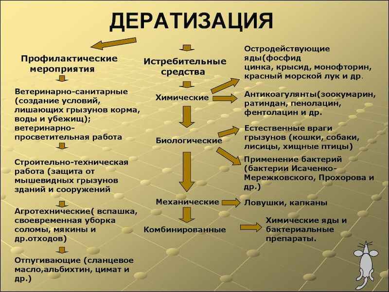 На фото описание дератизации